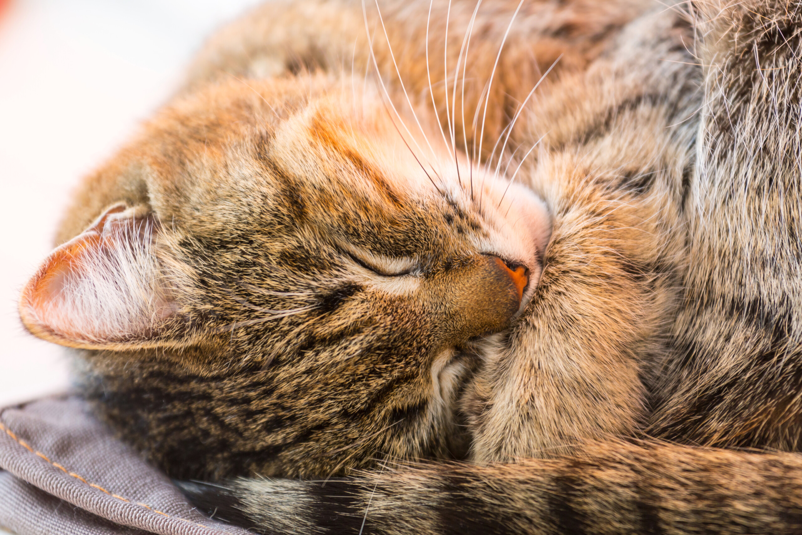 tabby cat to illustrate The Bridge Club Spotlights Veterinary NurseTechnician Career Options
