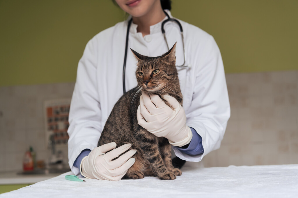 Veterinary clinic. Female doctor portrait at the animal hospital holding cute sick cat to illustrate WellHaven Named To America’s Best Startup Employers List