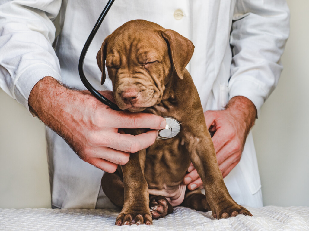 Young, charming puppy of chocolate color at the reception at the vet doctor. Close-up, isolated background. Studio photo. Concept of care, education, obedience training and raising of pets to illustrate WellHaven Pet Health Family of Practices Announces Partnership with Fear Free